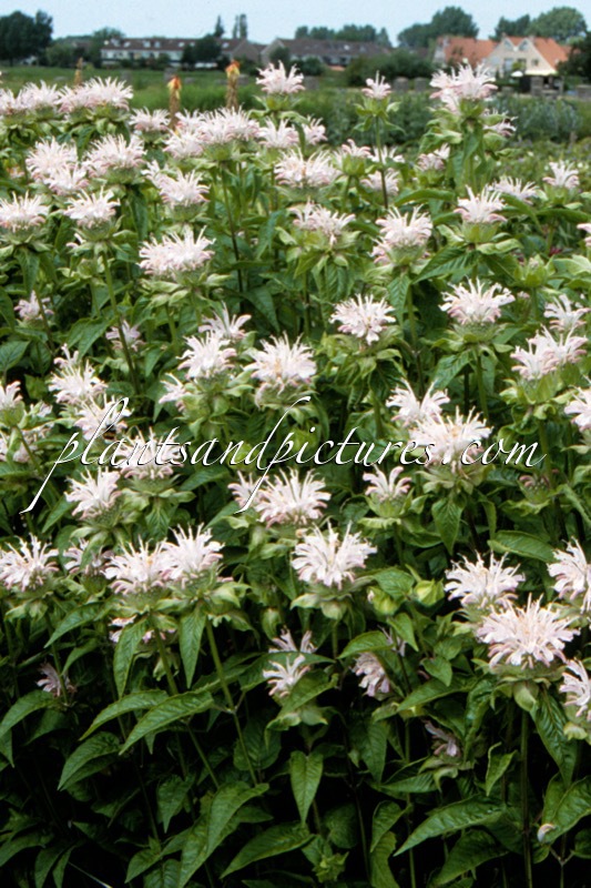 Monarda ‘Fishes’