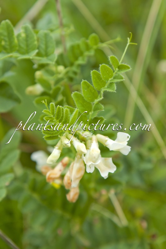 Astragalus