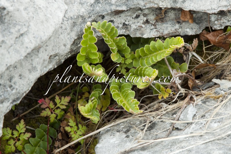 Asplenium ceterach