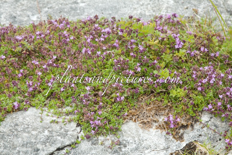 Thymus serpyllum