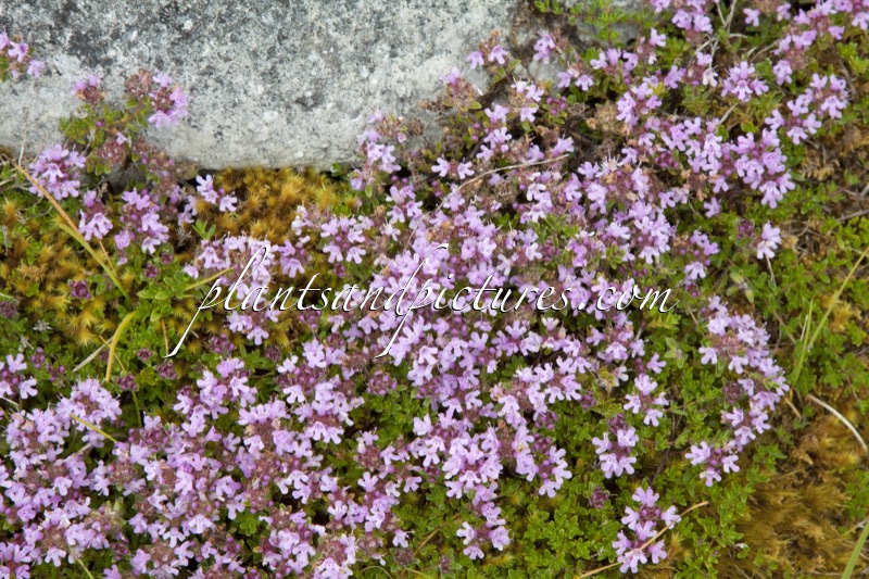 Thymus serpyllum