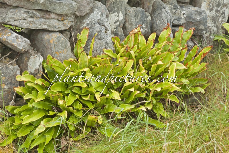 Asplenium scolopendrium