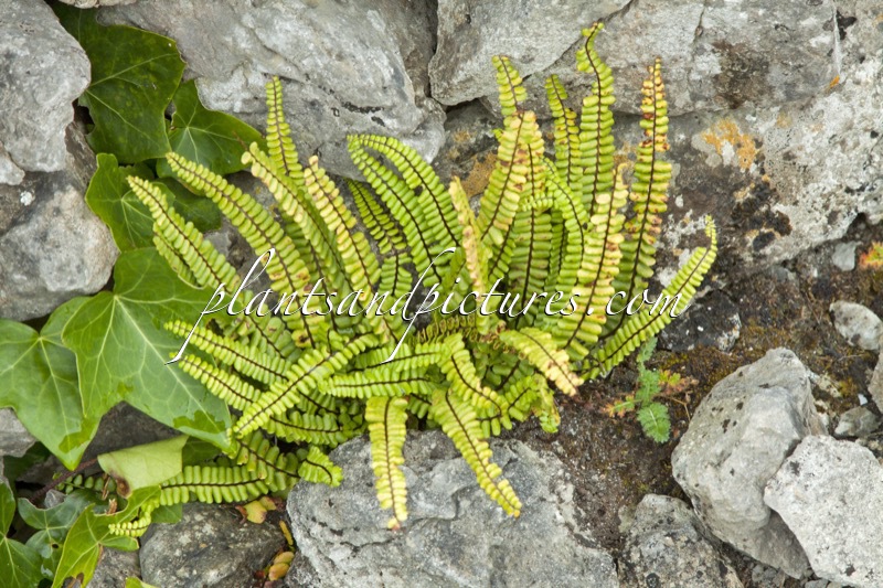 Asplenium trichomanes