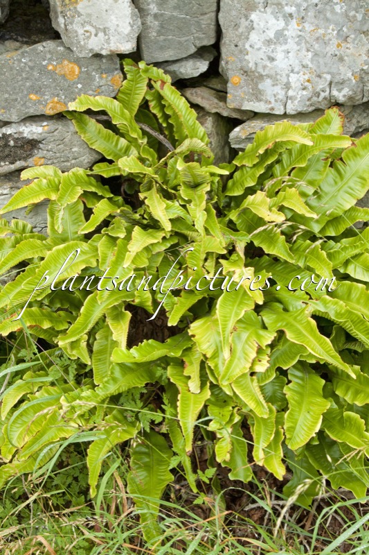 Asplenium scolopendrium