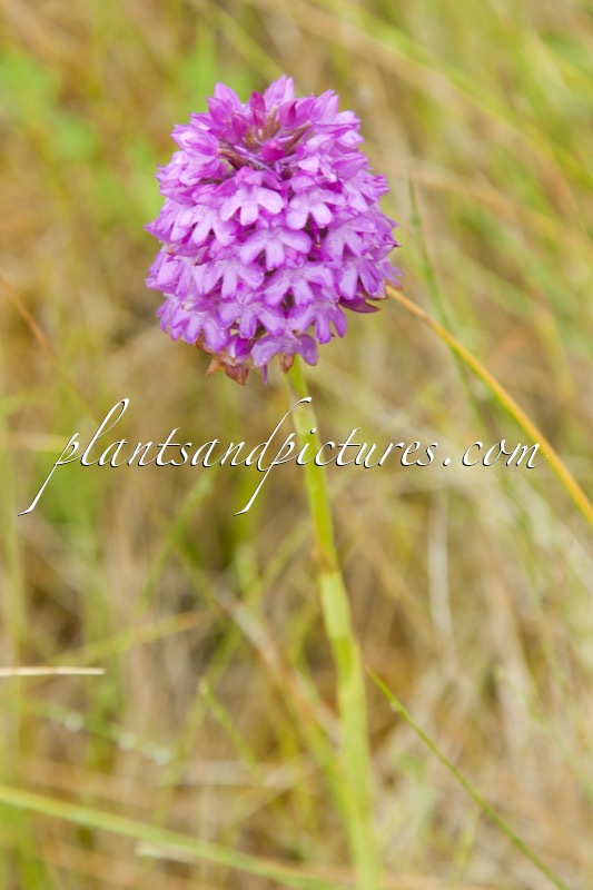Anacamptis pyramidalis