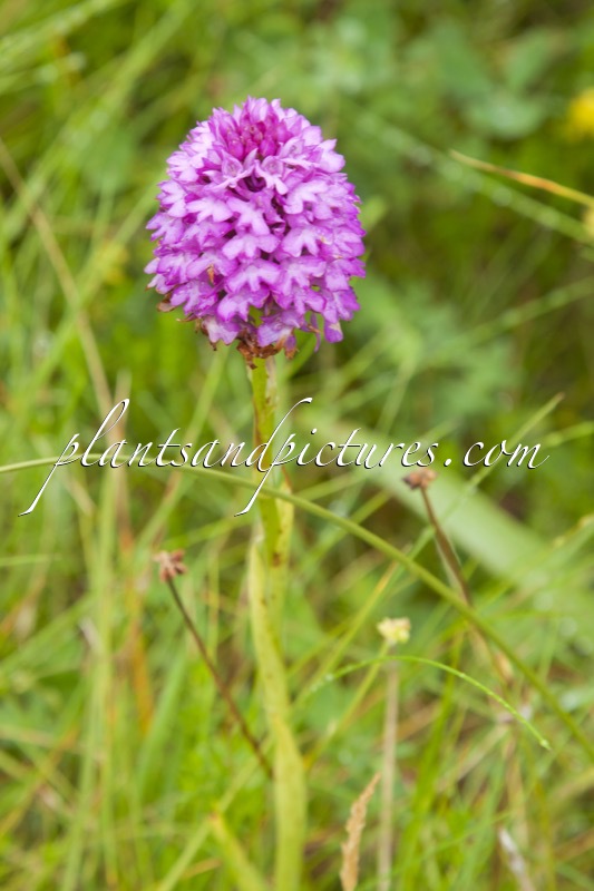 Anacamptis pyramidalis