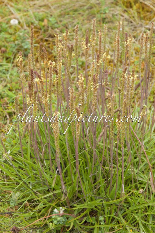 Plantago maritima