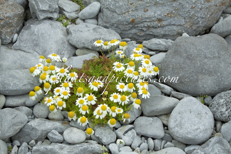 Tripleurospermum maritimum