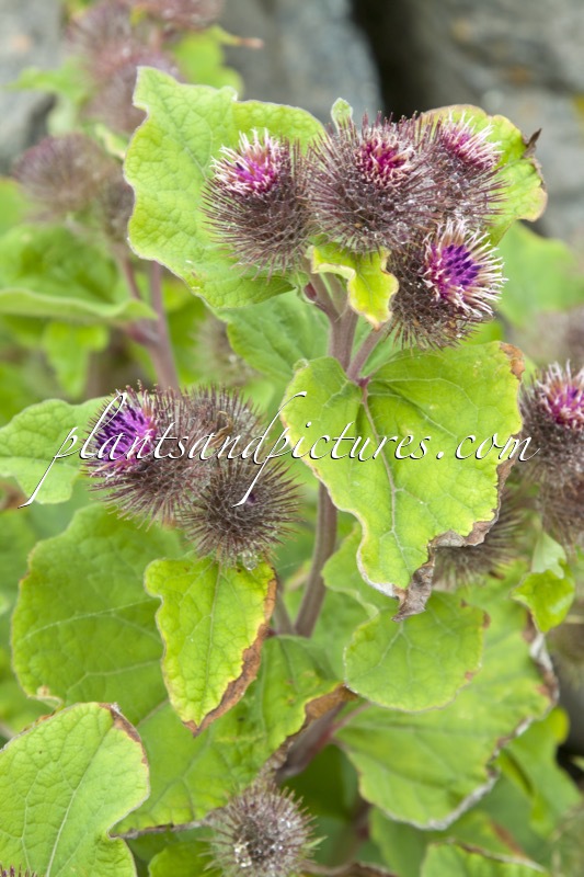 Arctium tomentosum
