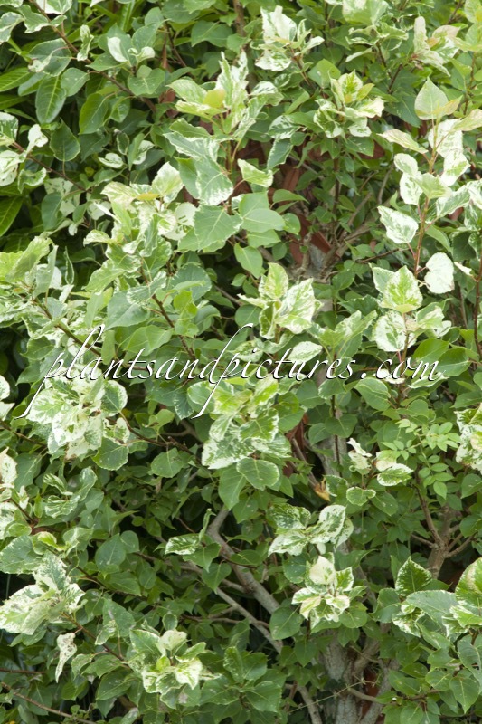 Populus jackii ‘Aurora’