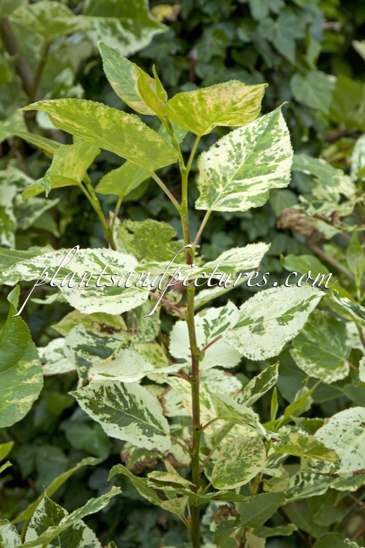 Populus jackii ‘Aurora’