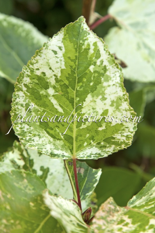 Populus jackii ‘Aurora’