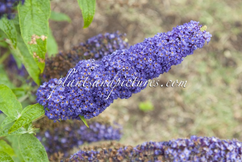 Buddleja davidii ‘Adokeep’ (ADONIS BLUE)