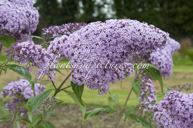 Buddleja davidii ‘Gulliver’