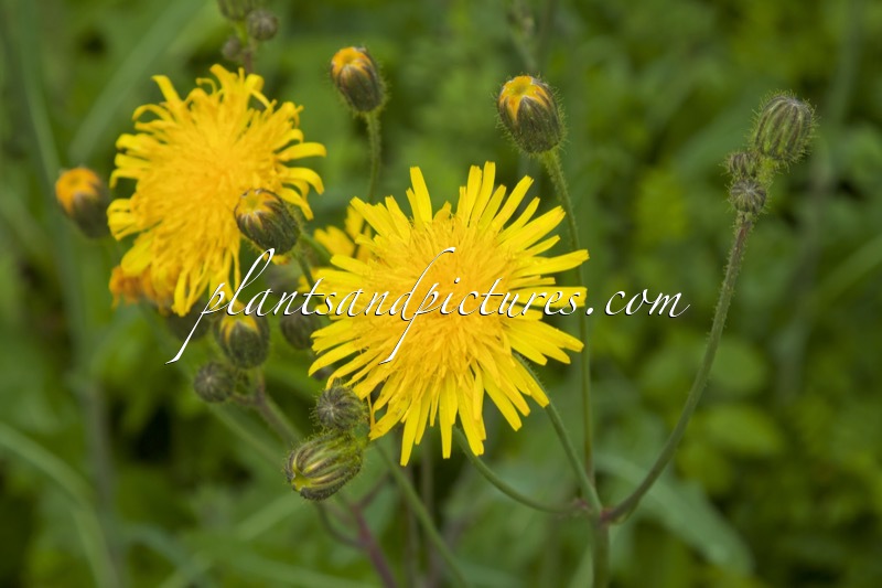 Picris hieracioides