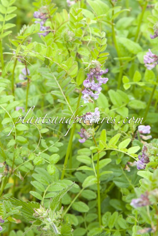 Vicia sepium