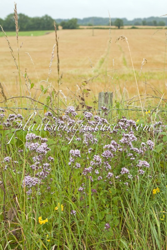 Origanum vulgare