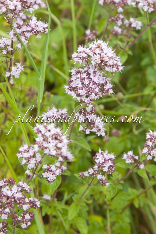 Origanum vulgare
