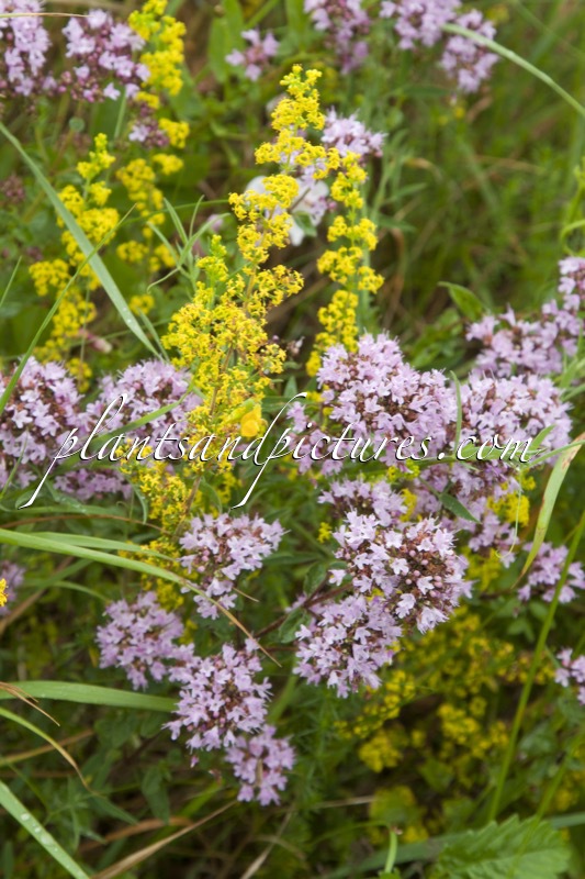Origanum vulgare (+Galium verum subsp. verum)