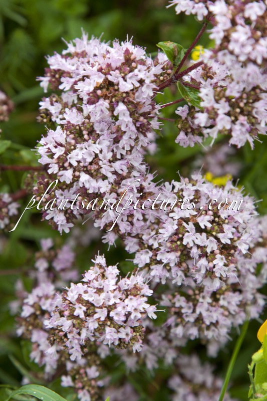 Origanum vulgare