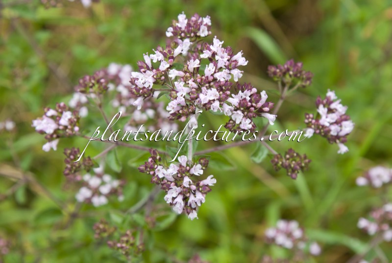 Origanum vulgare