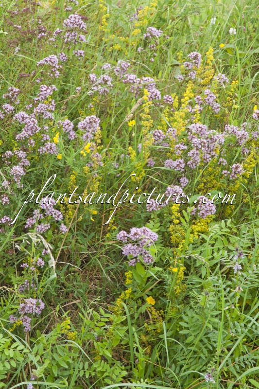 Origanum vulgare. (+Galium verum subsp. verum)