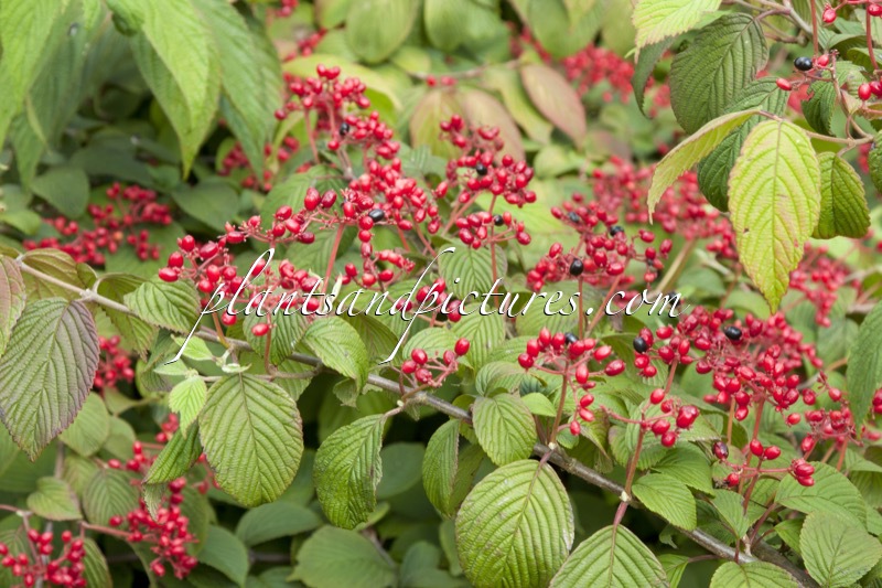 Viburnum plicatum ‘Cascade’
