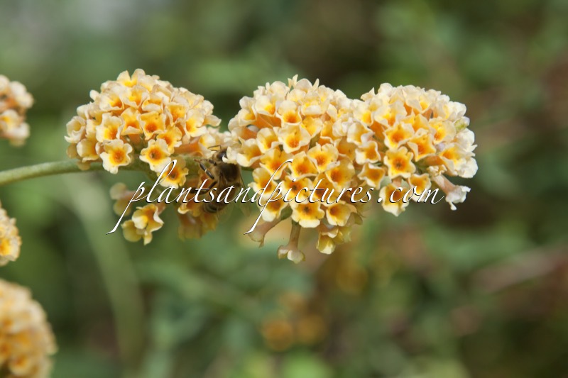 Buddleja weyeriana ‘Sungold’