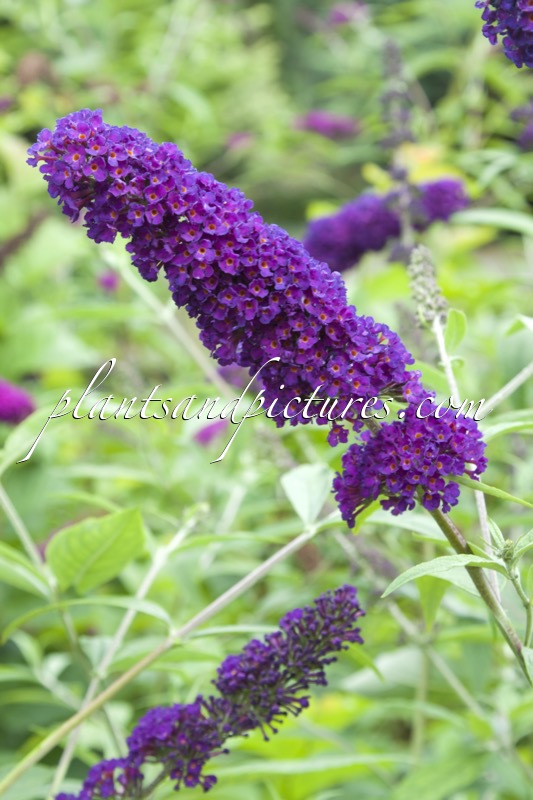 Buddleja davidii ‘Black Knight’