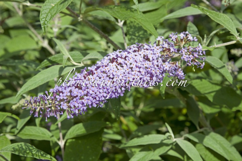 Buddleja davidii ‘Ecolonia’