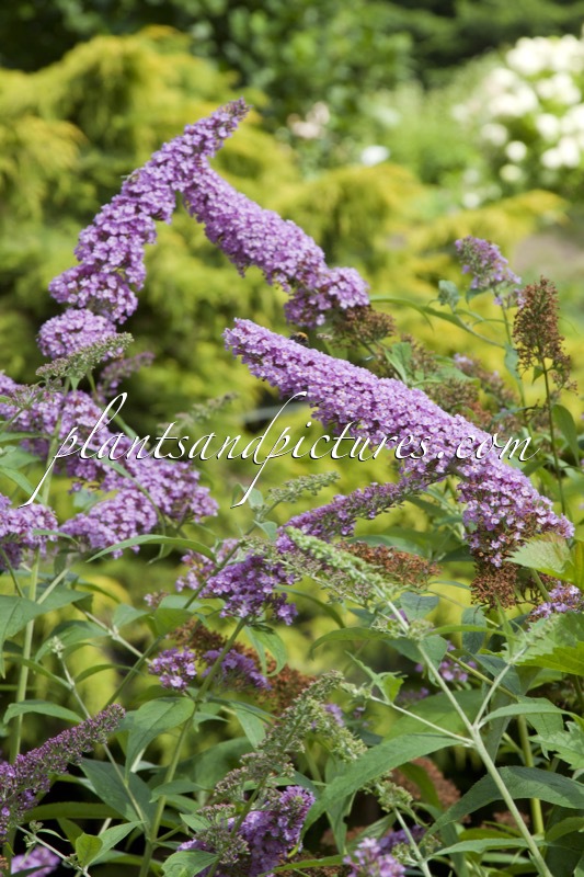 Buddleja davidii ‘Pink Delight’