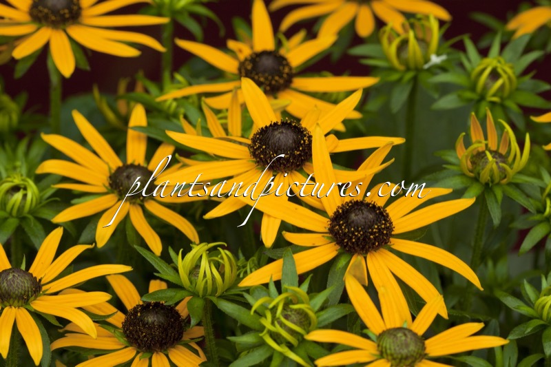 Rudbeckia fulgida ‘Little Goldstar’