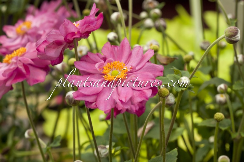 Anemone hupehensis ‘Pretty Lady Julia’