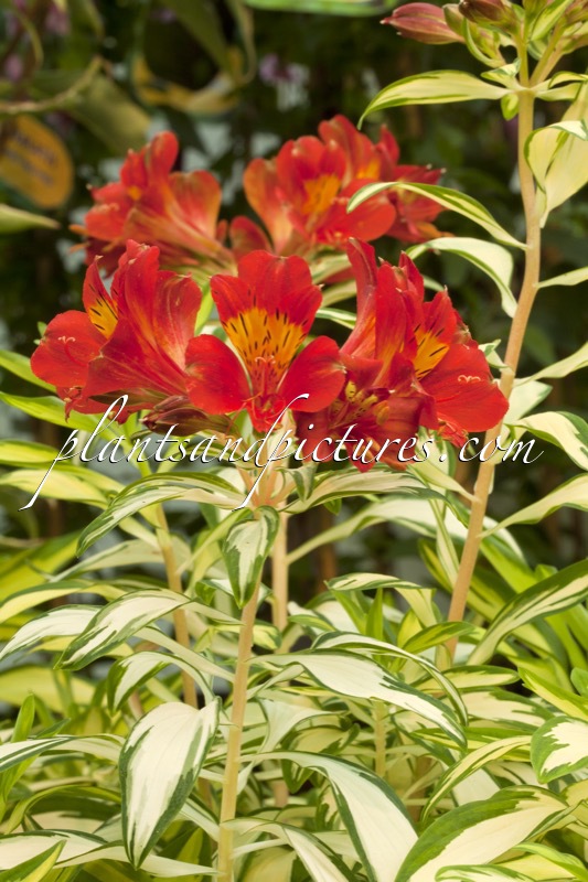 Alstroemeria ‘Alsdun01’ (ROCK & ROLL)