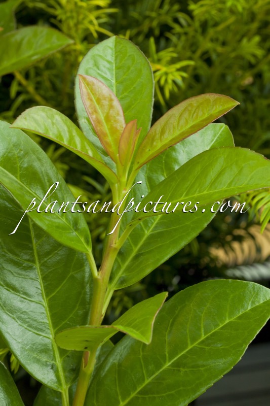 Prunus laurocerasus ‘Zita’