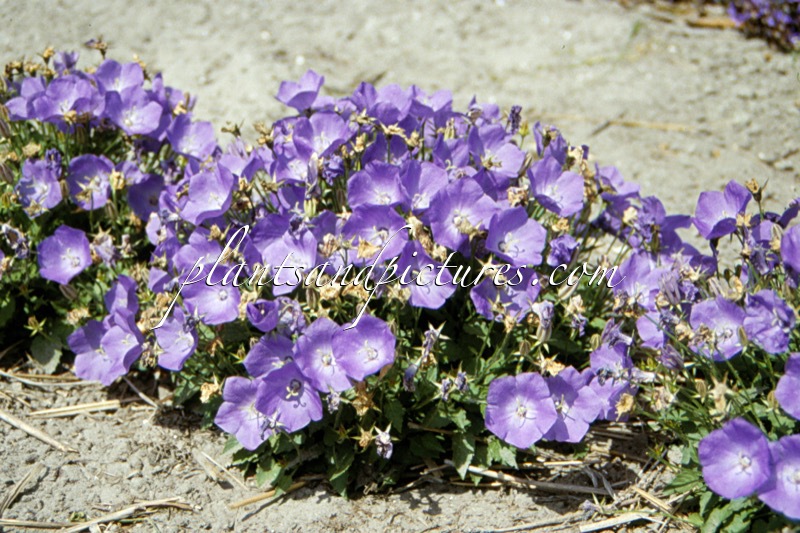 Campanula carpatica ‘Karl Foerster’