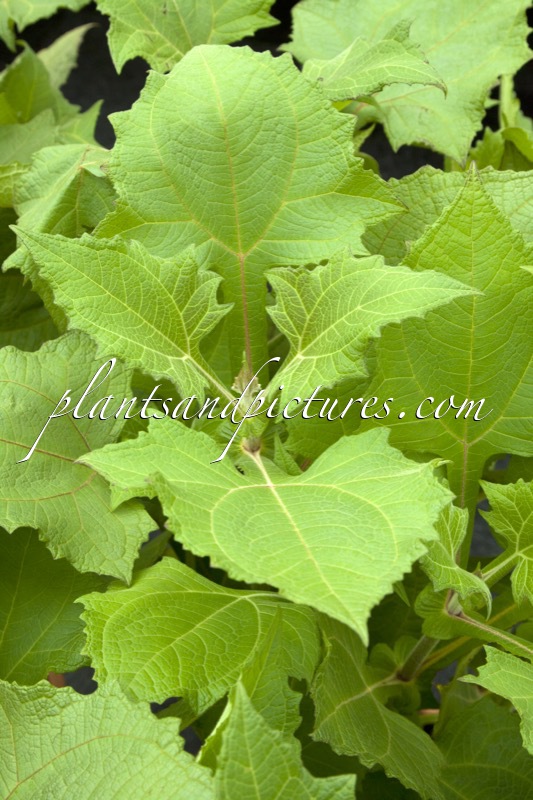 Smallanthus sonchifolius