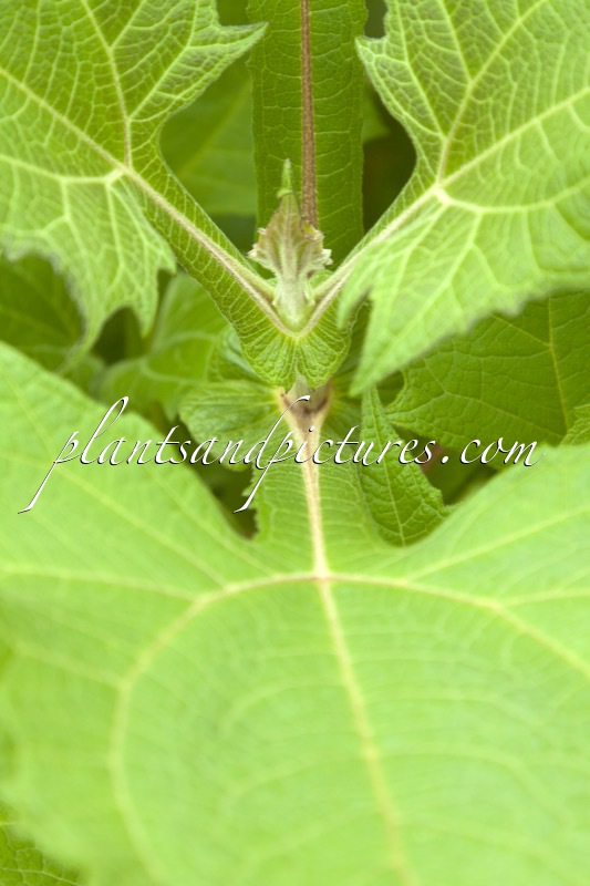 Smallanthus sonchifolius