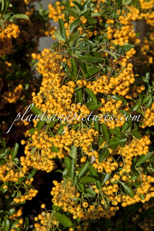 Pyracantha ‘Soleil d ‘Or’
