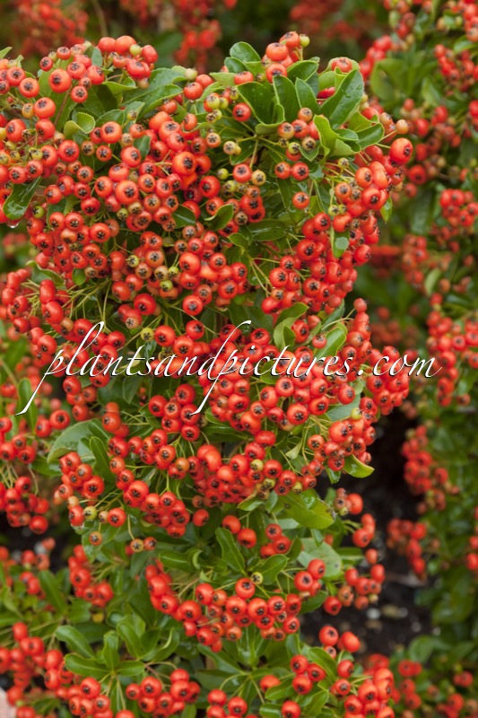 Pyracantha ‘Orange Glow’