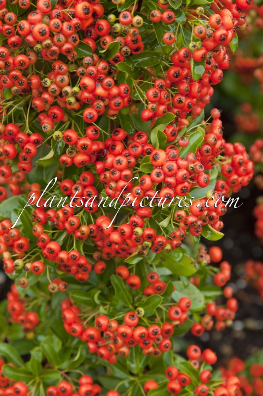 Pyracantha ‘Orange Glow’