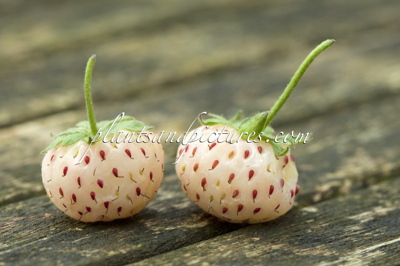 Fragaria ananassa ‘Hoogii Witte Aardbei’ (PINEBERRY WHITE DREAM)
