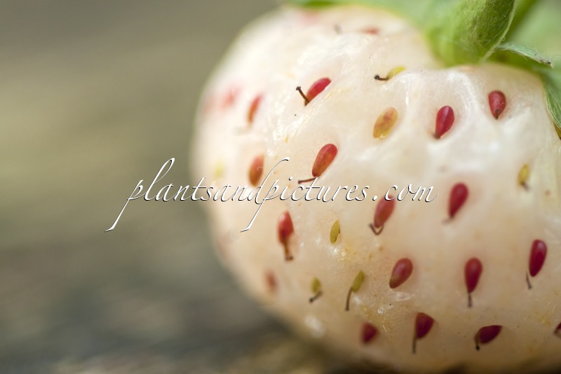 Fragaria ananassa ‘Hoogii Witte Aardbei’ (PINEBERRY WHITE DREAM)