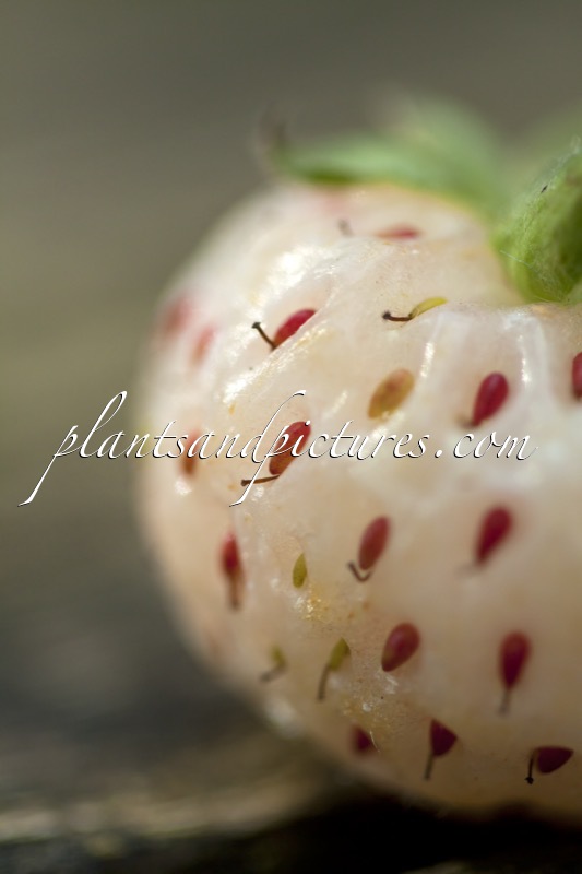 Fragaria ananassa ‘Hoogii Witte Aardbei’ (PINEBERRY WHITE DREAM)