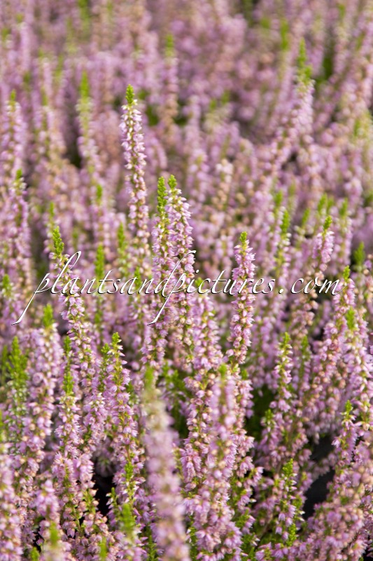 Calluna vulgaris ‘Fiènne’