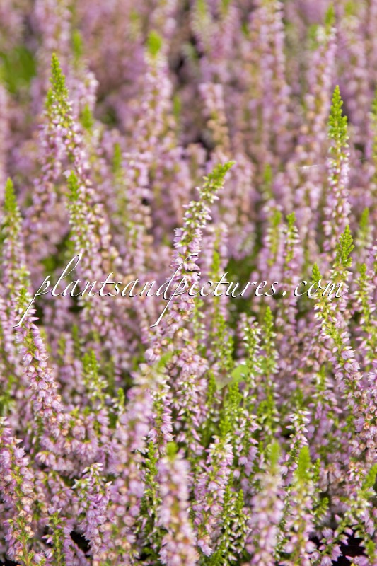 Calluna vulgaris ‘Fiènne’