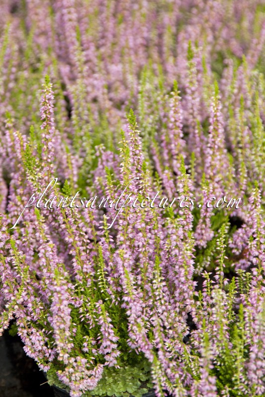 Calluna vulgaris ‘Fiènne’