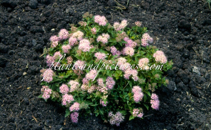Spiraea japonica ‘Japanese Dwarf’