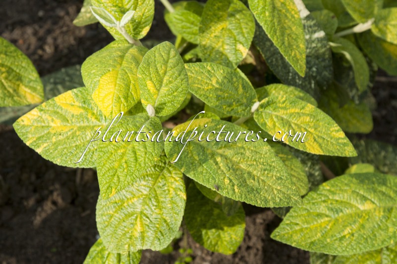 Viburnum rhytidophylloides ‘Water’s Gold’