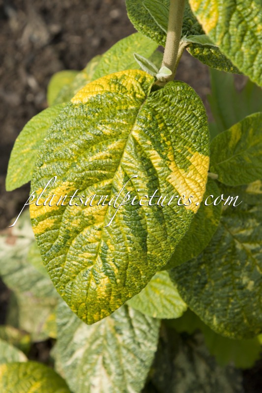 Viburnum rhytidophylloides ‘Water’s Gold’